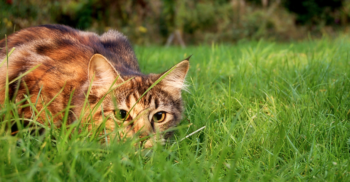 How to Avoid Being Eaten by a Cat