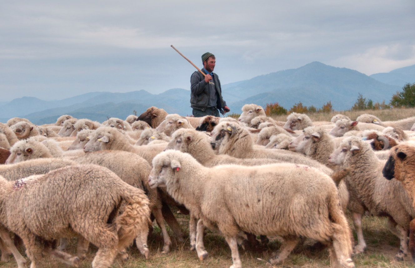 leadership-as-shepherding